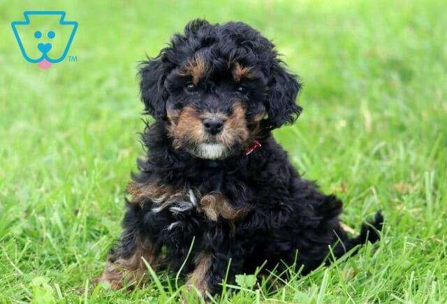 Jessa Mini Poodle image