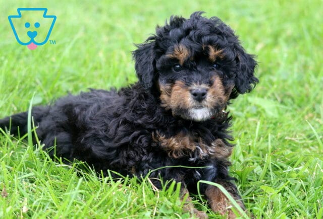 Jessa Mini Poodle2 image