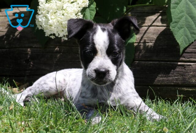 Jimbo Pug Mix2 image