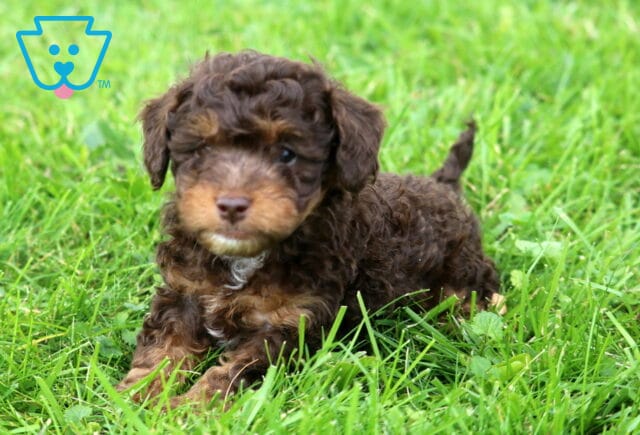 Joey Mini Poodle image