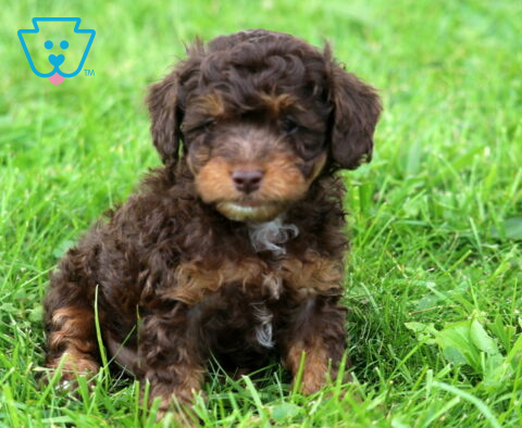 Joey Mini Poodle2