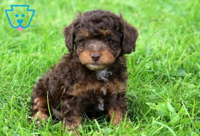 Joey Mini Poodle2 image
