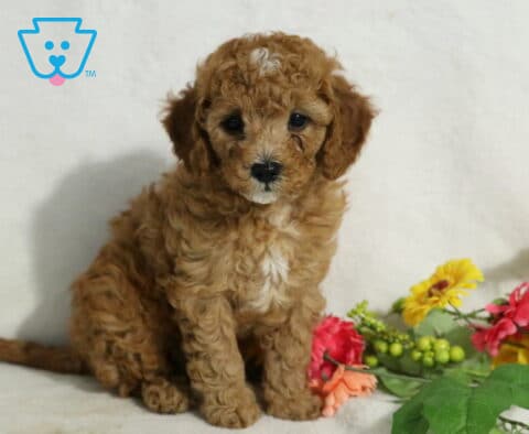 Jojo Cavapoo
