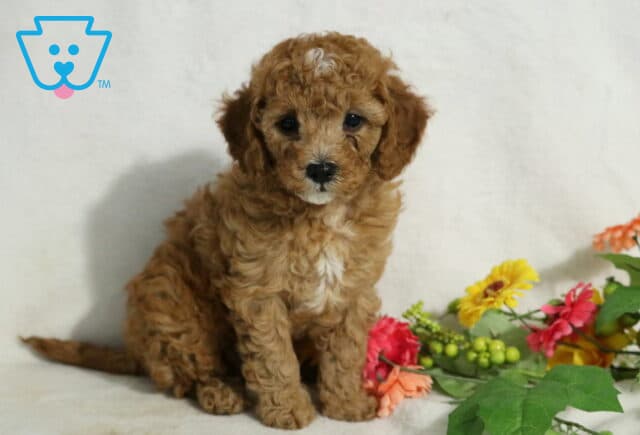 Jojo Cavapoo image
