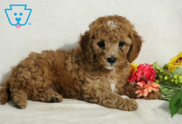 Jojo Cavapoo2 image