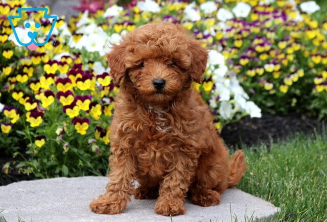 Fluffy red Mini Poodle puppy sitting on a stone path in front of colorful blooming pansies, featuring a curly coat, expressive face, and charming teddy bear appearance. image