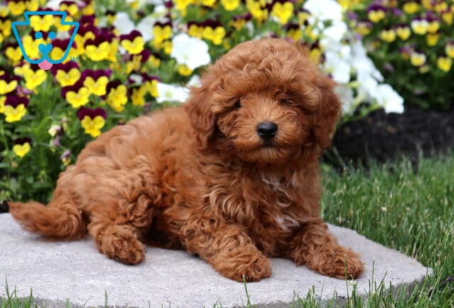 Curly-coated red Mini Poodle puppy relaxing on a stone walkway beside vibrant yellow, purple, and white flowers, showcasing a fluffy coat and sweet expression. image