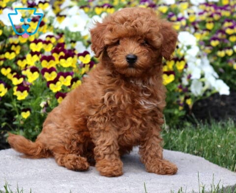 Jojo Mini Poodle3