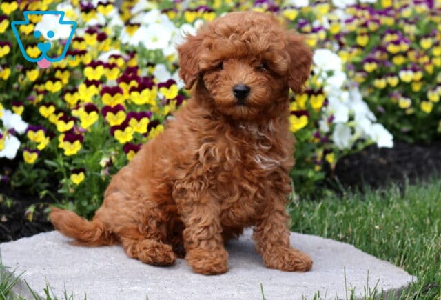 Adorable red Mini Poodle puppy sitting proudly on a stone patio with colorful pansies blooming in the background, highlighting a curly coat, fluffy ears, and sweet teddy bear face. image