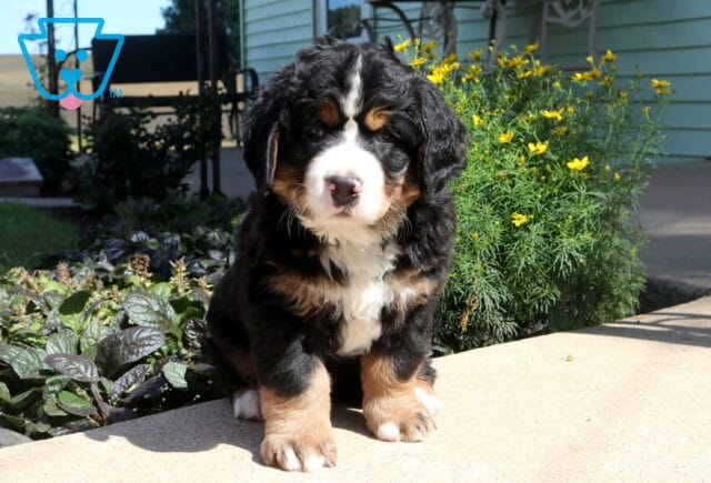 Fluffy Bernese Mountain Dog puppy sitting on a sunny patio, showing a classic black, rust, and white coat with oversized paws and a sweet, gentle expression beside blooming yellow flowers. image