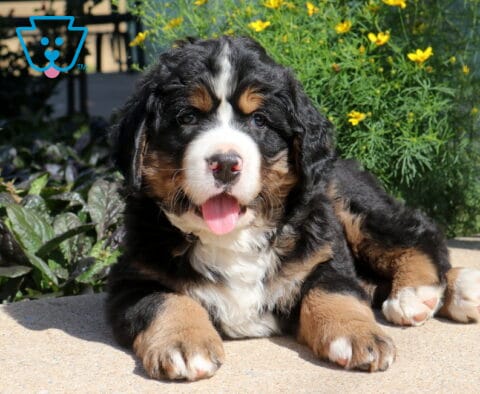 Happy Bernese Mountain Dog puppy lounging on a sunny patio with its tongue out, showing off a fluffy tri-color coat and big paws beside vibrant yellow garden flowers.
