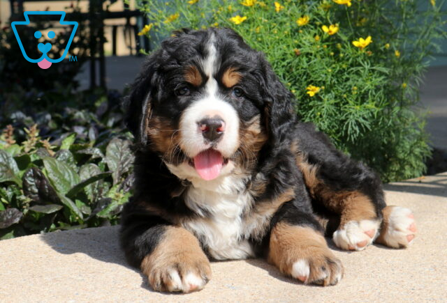 Happy Bernese Mountain Dog puppy lounging on a sunny patio with its tongue out, showing off a fluffy tri-color coat and big paws beside vibrant yellow garden flowers. image