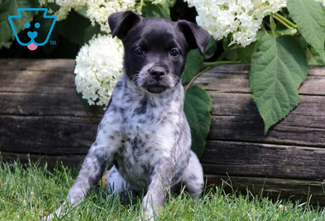 Jordy Pug Mix image
