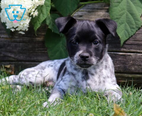 Jordy Pug Mix2