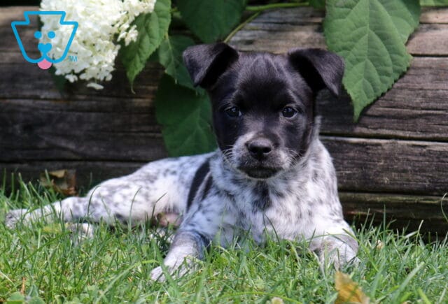 Jordy Pug Mix2 image