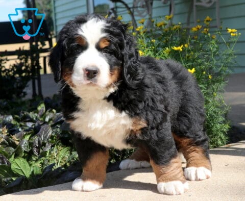 Fluffy Bernese Mountain Dog puppy standing on a sunny patio, showing off a thick tri-color coat and sturdy build with colorful flowers blooming just behind.