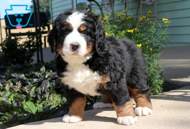 Fluffy Bernese Mountain Dog puppy standing on a sunny patio, showing off a thick tri-color coat and sturdy build with colorful flowers blooming just behind. image