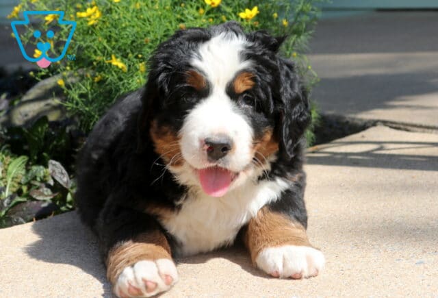 Adorable Bernese Mountain Dog puppy lying on a sunlit patio with a happy smile, fluffy tri-color coat, oversized paws, and bright yellow flowers blooming in the background. image