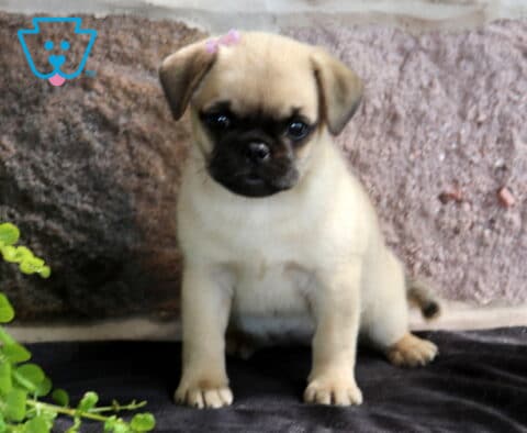 Sweet fawn Jug puppy with a black face and expressive eyes sitting proudly on a dark blanket, framed by stonework and trailing greenery.