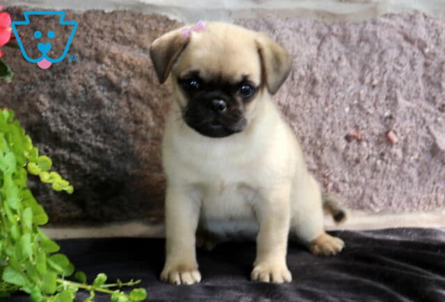 Sweet fawn Jug puppy with a black face and expressive eyes sitting proudly on a dark blanket, framed by stonework and trailing greenery. image
