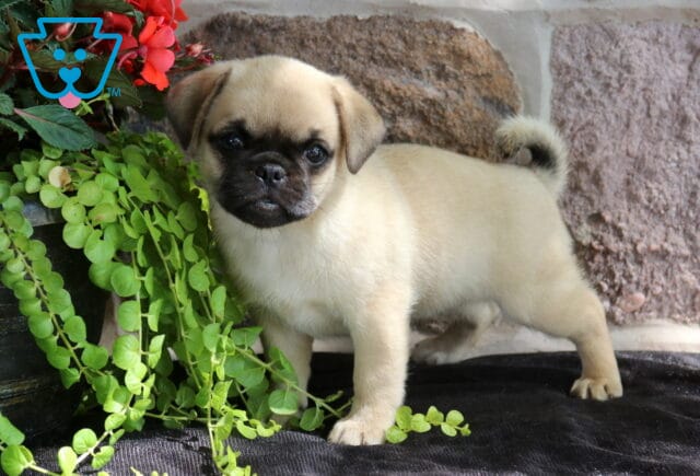 Playful fawn Jug puppy with a curled tail standing beside a planter of bright red flowers and cascading greenery, showcasing its alert expression and compact stature. image