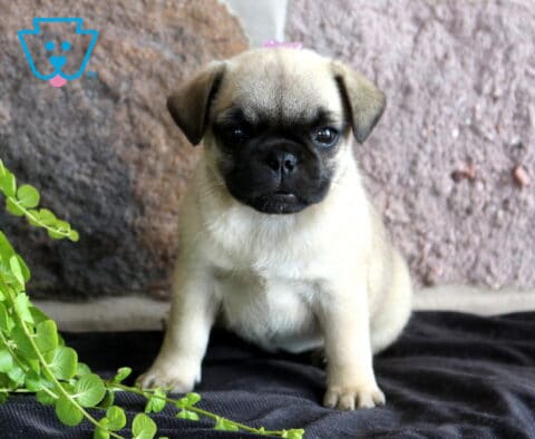 Adorable fawn Jug puppy with a black mask sitting on a soft blanket beside green foliage, showing off its sweet expression and compact build.
