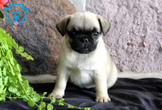 Adorable fawn Jug puppy with a black mask sitting on a soft blanket beside green foliage, showing off its sweet expression and compact build. image