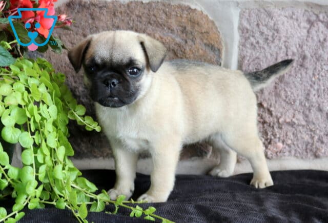 Curious fawn Jug puppy standing beside cascading greenery, displaying its black muzzle, bright eyes, and sturdy little frame against a stone backdrop. image