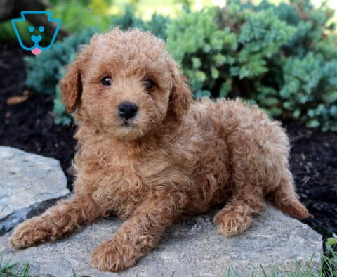 Kermit Toy Goldendoodle