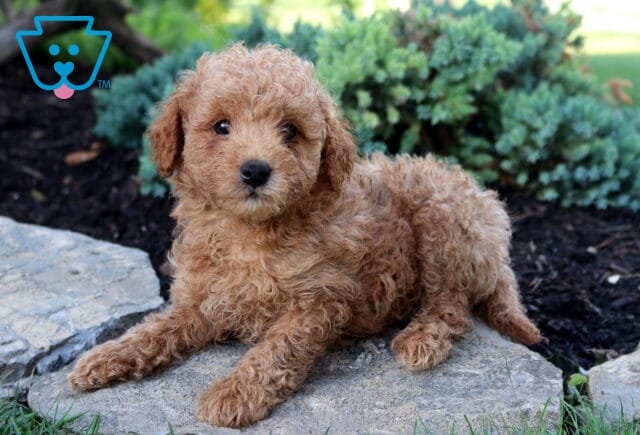 Kermit Toy Goldendoodle image