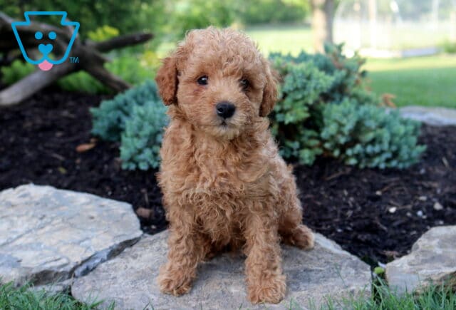 Kermit Toy Goldendoodle2 image