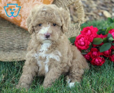 Keyla Cavapoo
