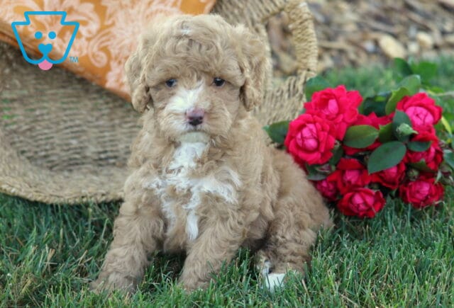 Apricot Cavapoo puppy with a curly coat and white chest markings sitting in the grass beside a bouquet of bright pink roses and a tipped woven basket. image