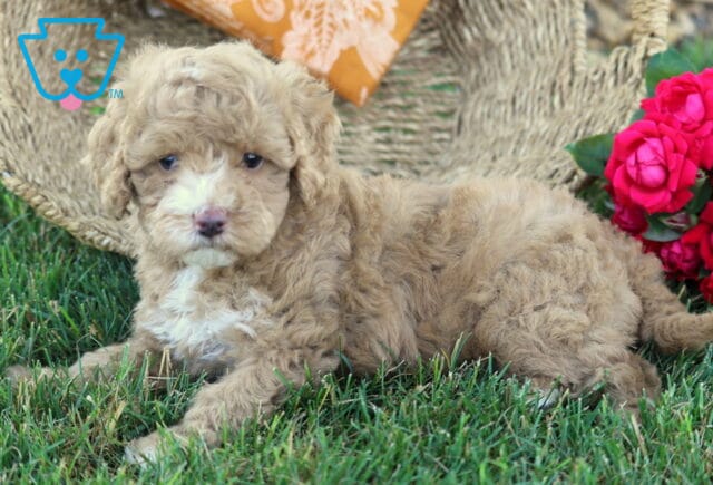 Curly apricot Cavapoo puppy relaxing on the grass in front of a woven basket, with bright pink roses nearby and a sweet, thoughtful expression. image