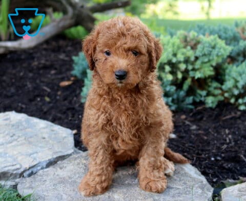 Kibble Toy Goldendoodle
