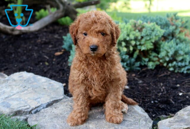 Kibble Toy Goldendoodle image