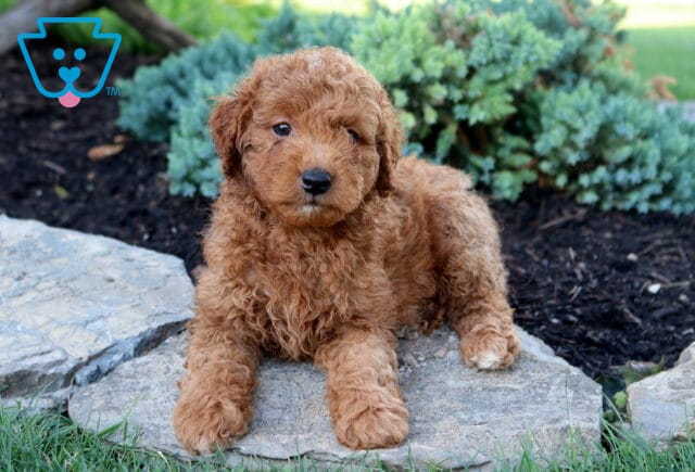 Kibble Toy Goldendoodle2 image