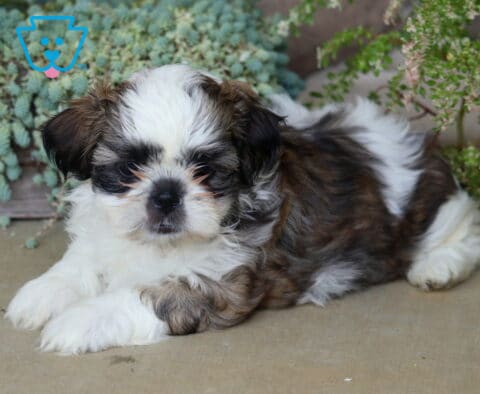 Fluffy white, brown, and black Shih Tzu puppy relaxing with its paws crossed, surrounded by cascading succulents and soft garden greenery.