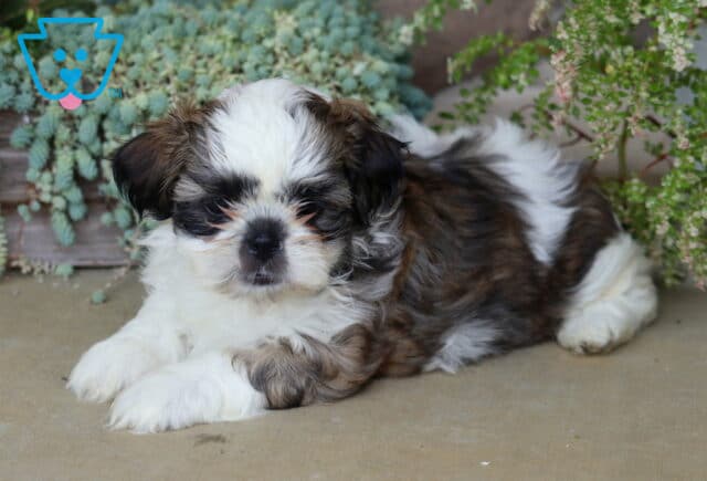 Fluffy white, brown, and black Shih Tzu puppy relaxing with its paws crossed, surrounded by cascading succulents and soft garden greenery. image