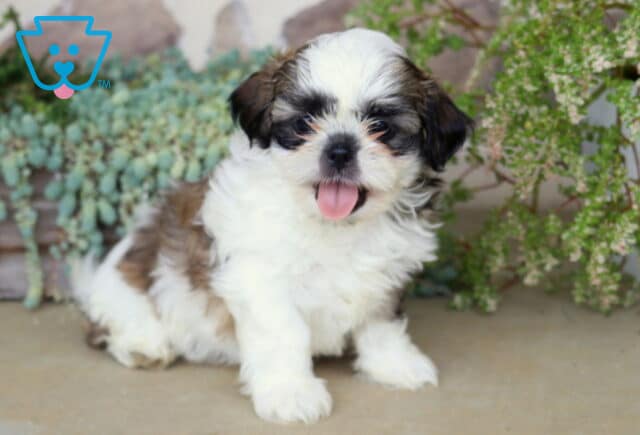 Adorable white and brown Shih Tzu puppy sitting with its tongue playfully sticking out, framed by cascading succulents and delicate garden greenery. image