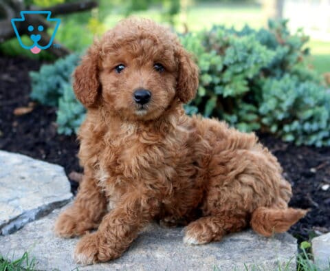 King Toy Goldendoodle