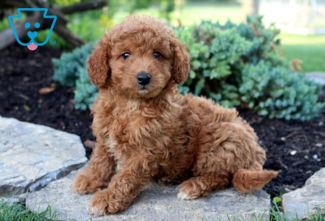 King Toy Goldendoodle image