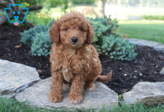 King Toy Goldendoodle2 image