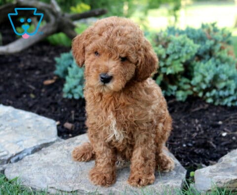 Kit Kat Toy Goldendoodle
