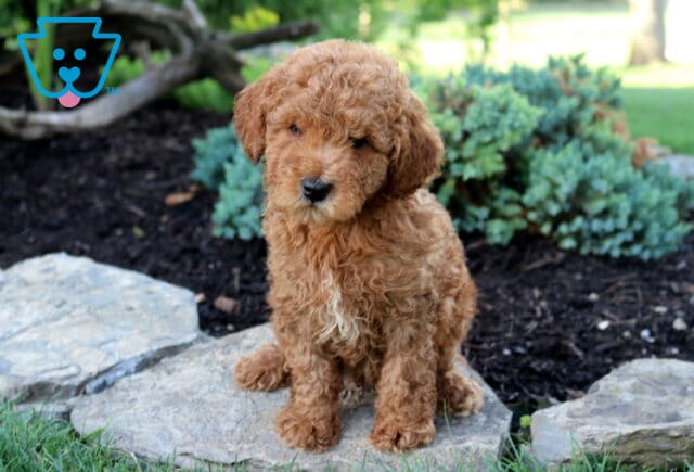 Kit Kat Toy Goldendoodle image