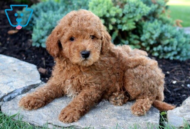 Kit Kat Toy Goldendoodle2 image