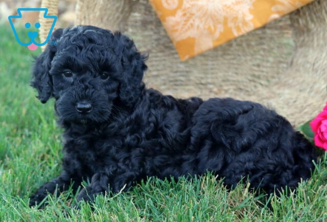 Kiwi Cavapoo image