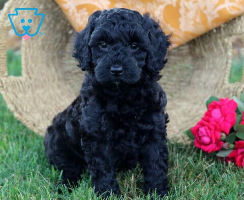 Kiwi Cavapoo2