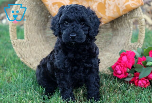 Kiwi Cavapoo2 image