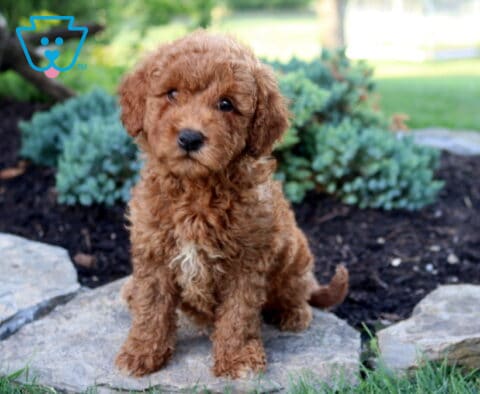 Kiwi Toy Goldendoodle